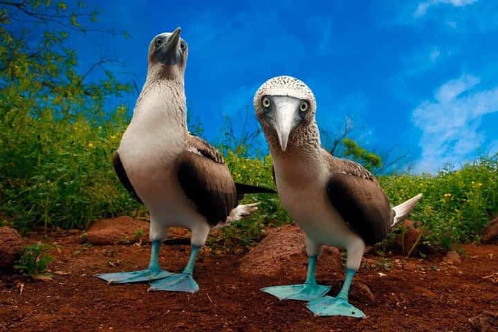 7-Day Galapagos Complete Island Hopping