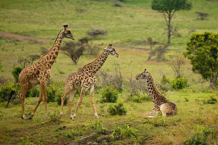 Arusha National Park Guided Day Tour from Arusha