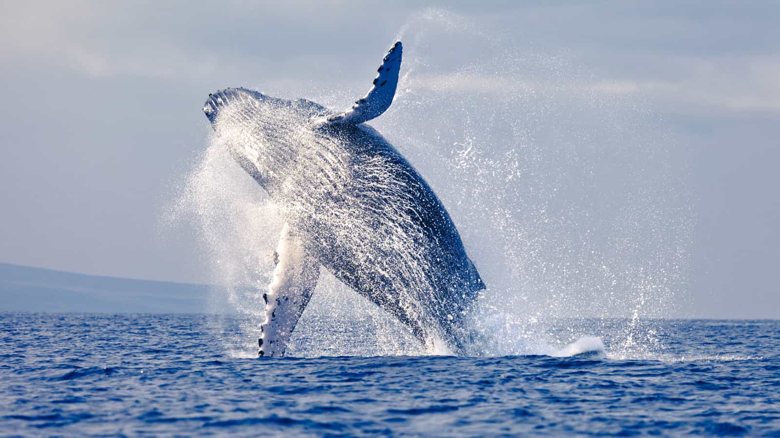 Man-04 : Mancora's Whale Watching - Majestic Giants