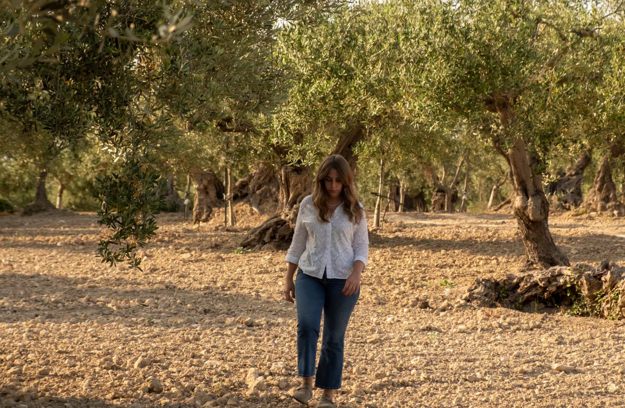 Olive Grove Tour, Oil Tasting & Food in Licata, Agrigento