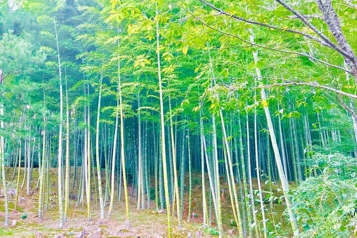 Three-Hour Private Guided Tour to Arashiyama, Kyoto