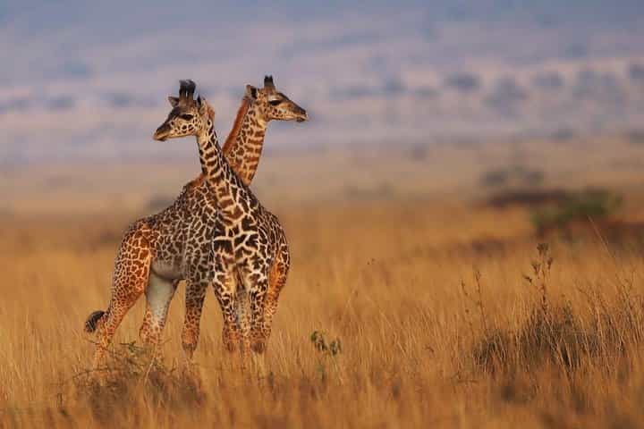 3 Days Maasai Mara Guided Safari from Nairobi