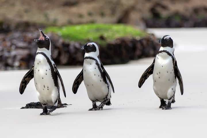 Cape Town: Cape Point, Table Mountain & Penguins Private Tour