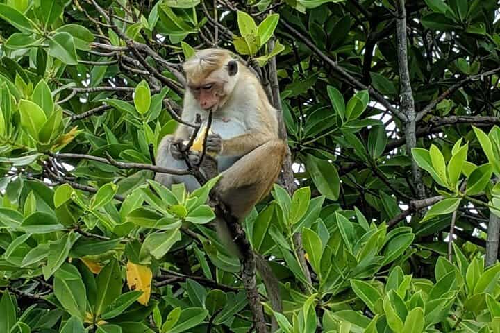 3 Hours Lagoon Tour to Monkey Island