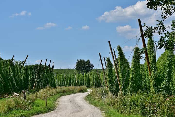 Hop Experience - Visit Hallertau
