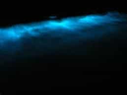 T7Bi-Bioluminescent Wonders: A Night of Light and Magic