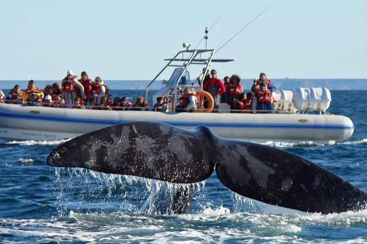 Whales and Sea lions watching at Peninsula de Valdes - PUERTO MADRYN