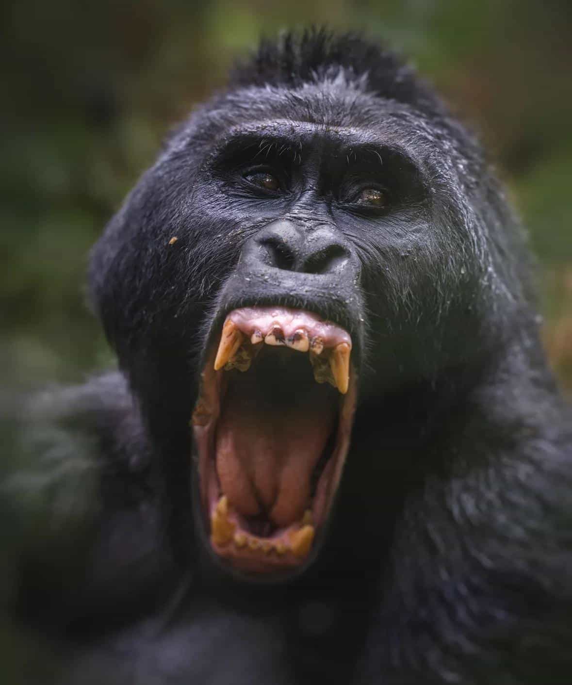 10 Days Uganda Gorillas, Wildlife and the Source of River Nile