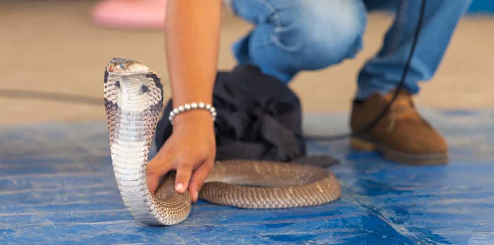 Snake & Crocodile Show in Sharm
