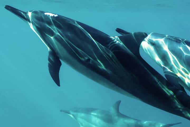 Oman Dolphin Watching Tours