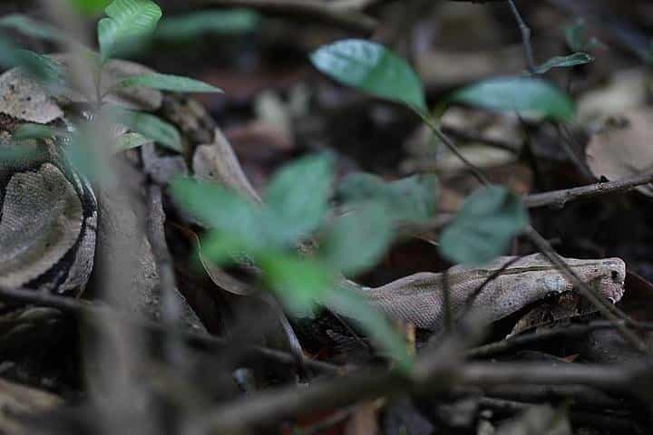 6 Days Amazon Jungle Adventure Tour