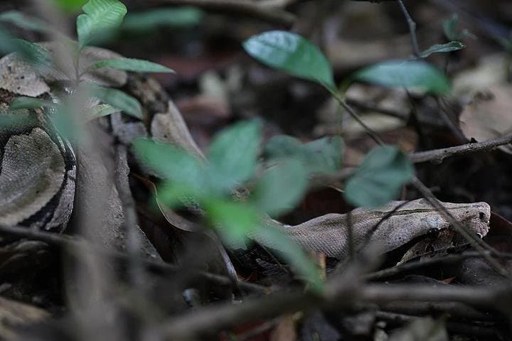 6 Days Amazon Jungle Adventure Tour