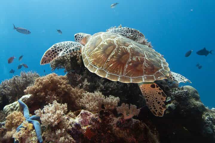 Private Dolphin Watching Experience in Zanzibar