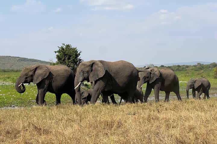 9-Day Best Rwanda Safari Gorillas, Big Five, Nyungwe & Lake Kivu