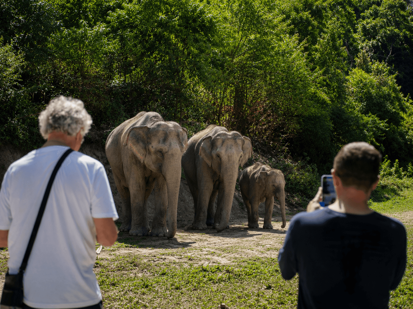 Patong Half-Day Elephant Learning Experience with Meal