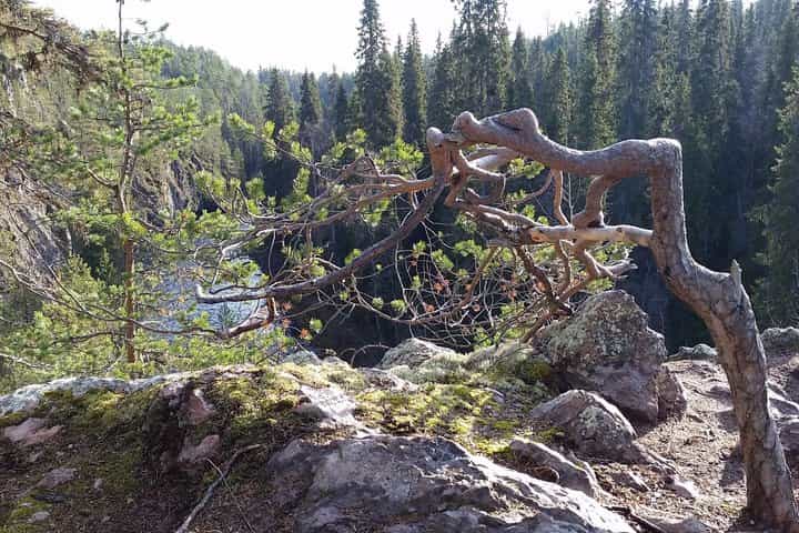 Hike in Northern Oulanka National Park - private tour