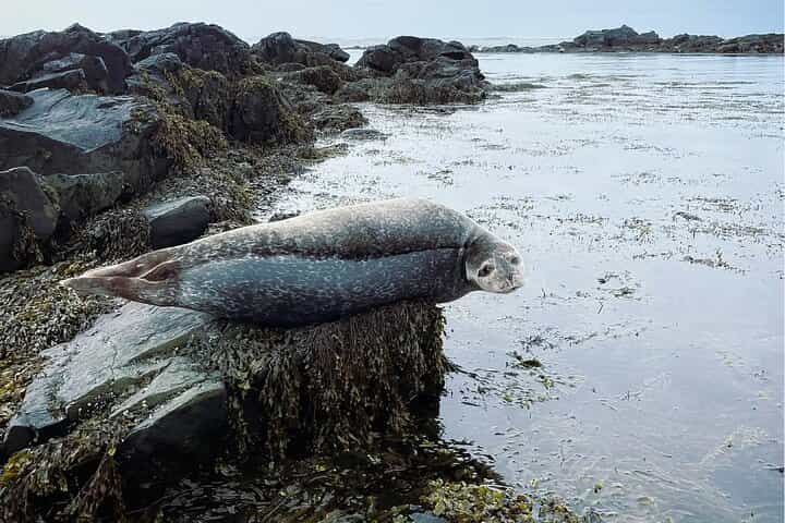 Isafjordur and Westfjords Private Day Tour