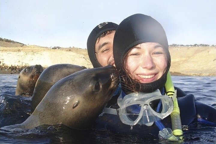 Snorkeling with Sea Lions in Puerto Madryn