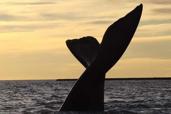 4-Day Tour to Puerto Madryn by Air from Buenos Aires