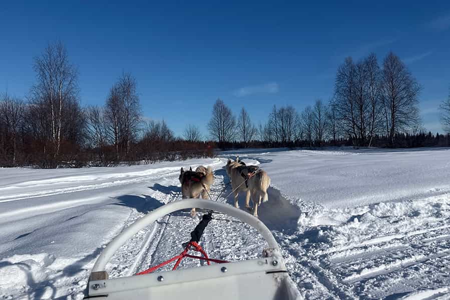 Husky safari in a hidden forest kennel – self-drive 5-6 km, Levi