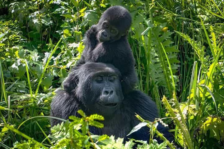 2 Day Gorilla Trekking Safari at Bwindi Impenetrable Forest