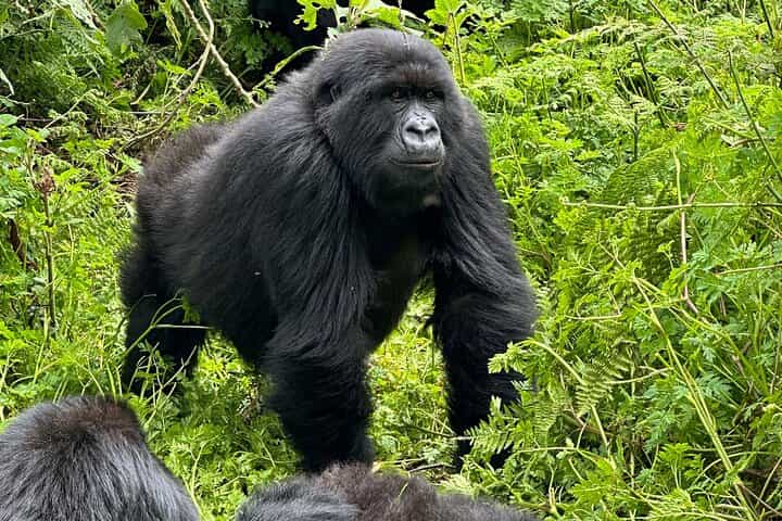 3-Day Rwanda Gorilla and Golden Monkeys Trekking Safari