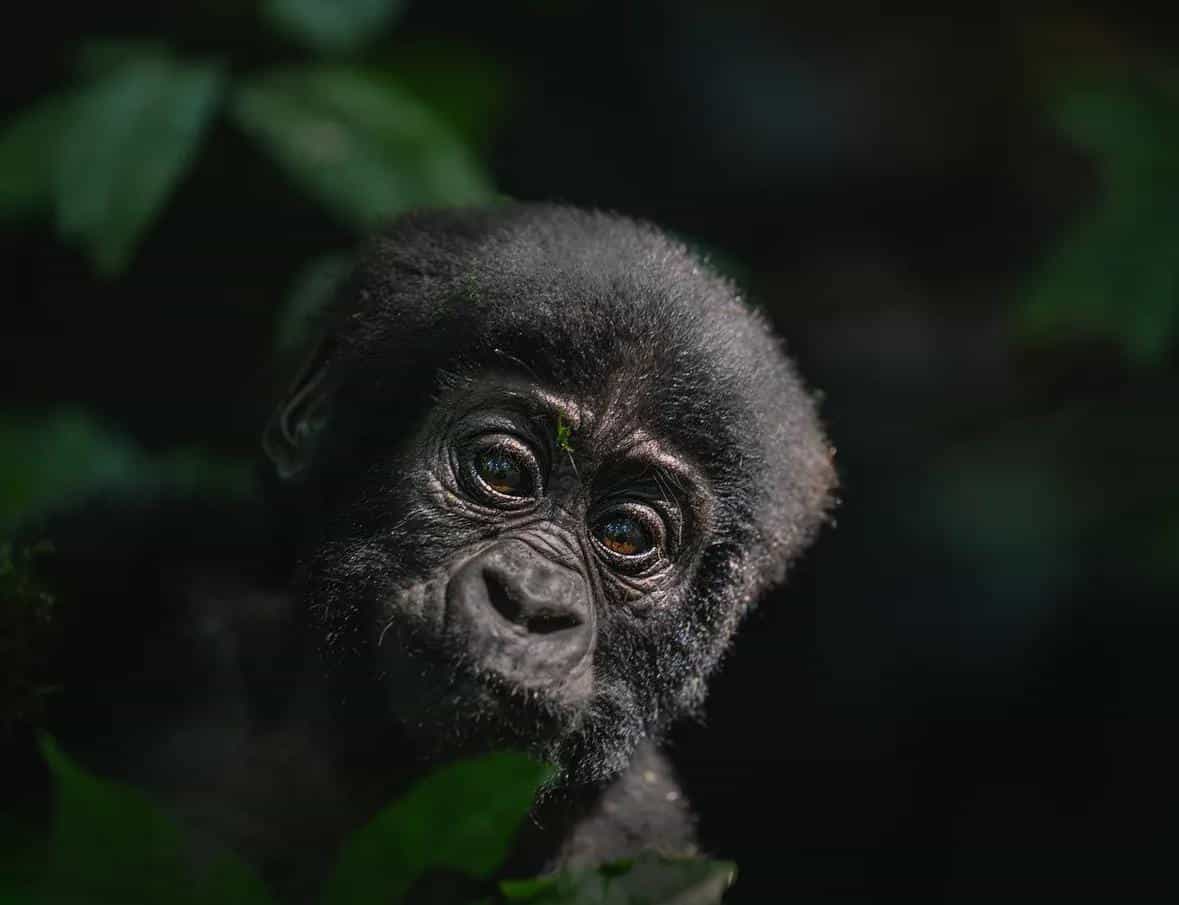 9 Day Gorillas, Wildlife, and Chimpanzee Trekking at Kibale Forest
