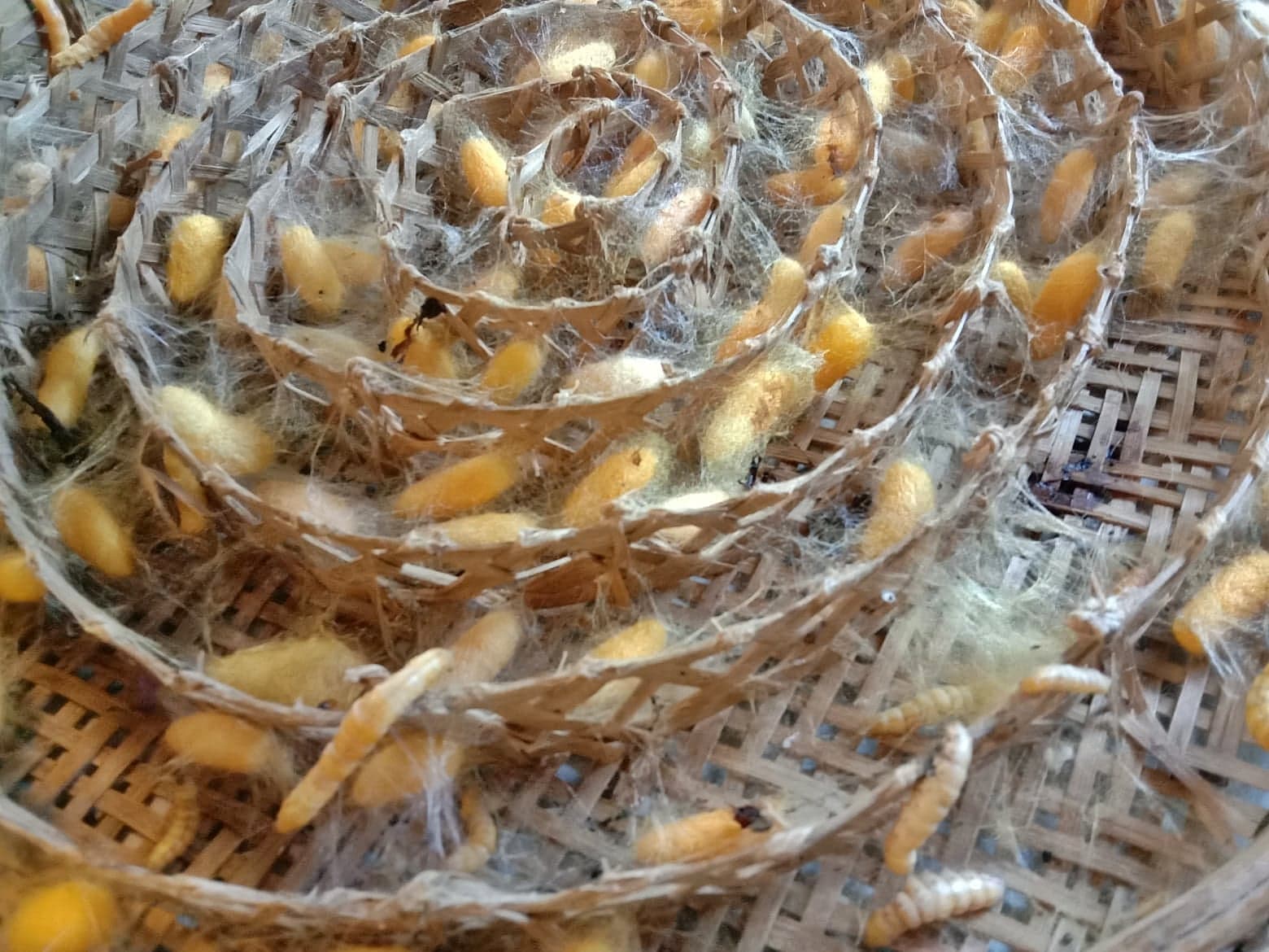 Completed Thai Silk Class Experience