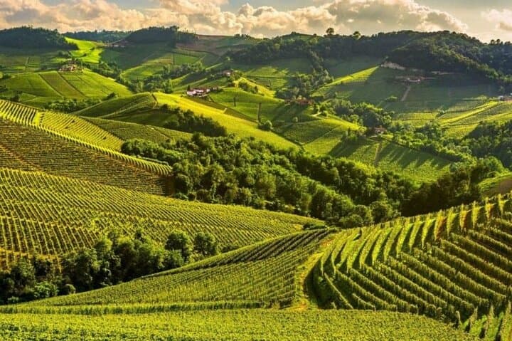 One Day Private Tour of Alba City of Wine and Truffles