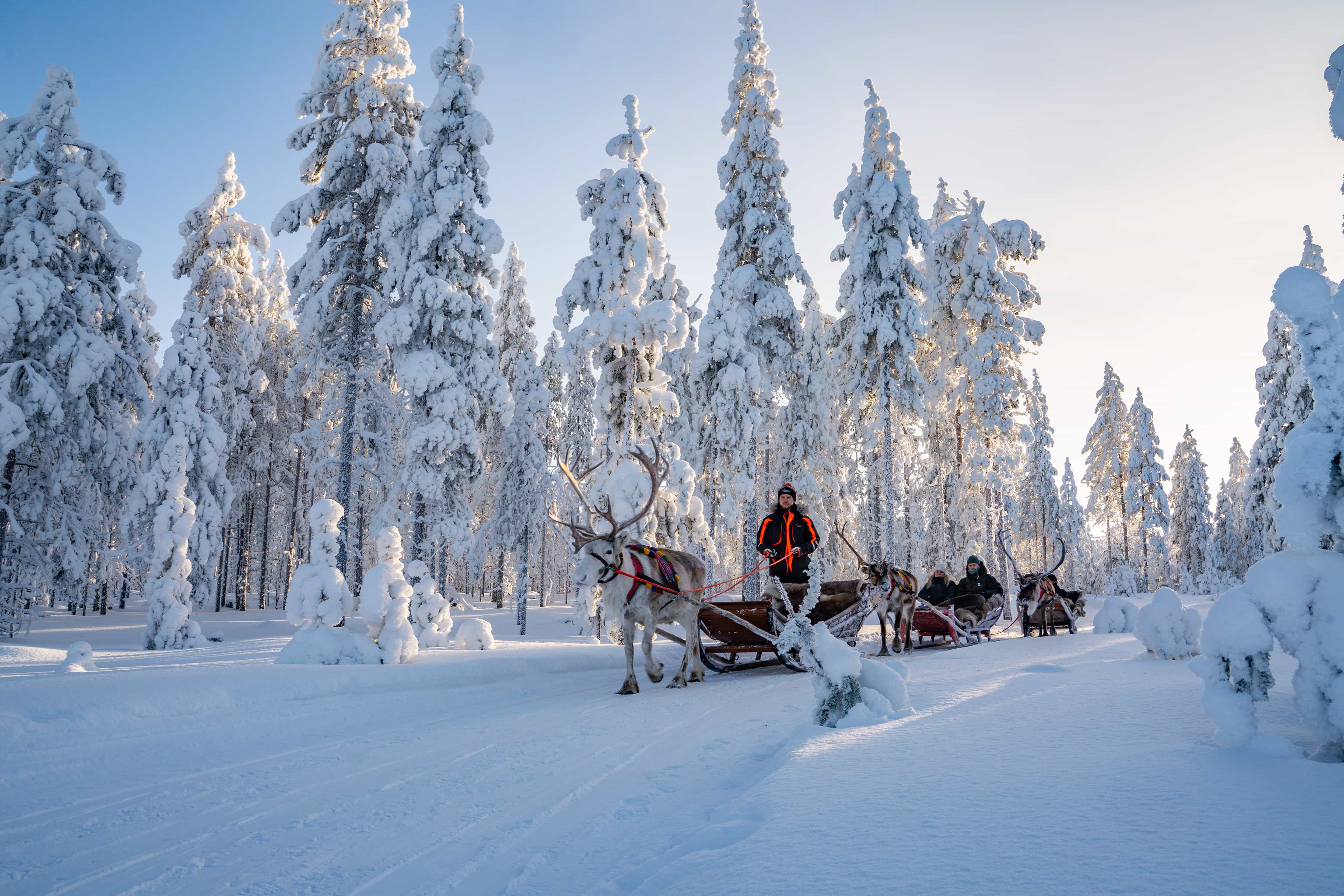 Snowy Forest Reindeer Ride in Rovaniemi