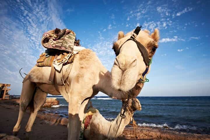 Jeep Adventure to Canyon Salama and Dahab from Sharm El-Sheikh