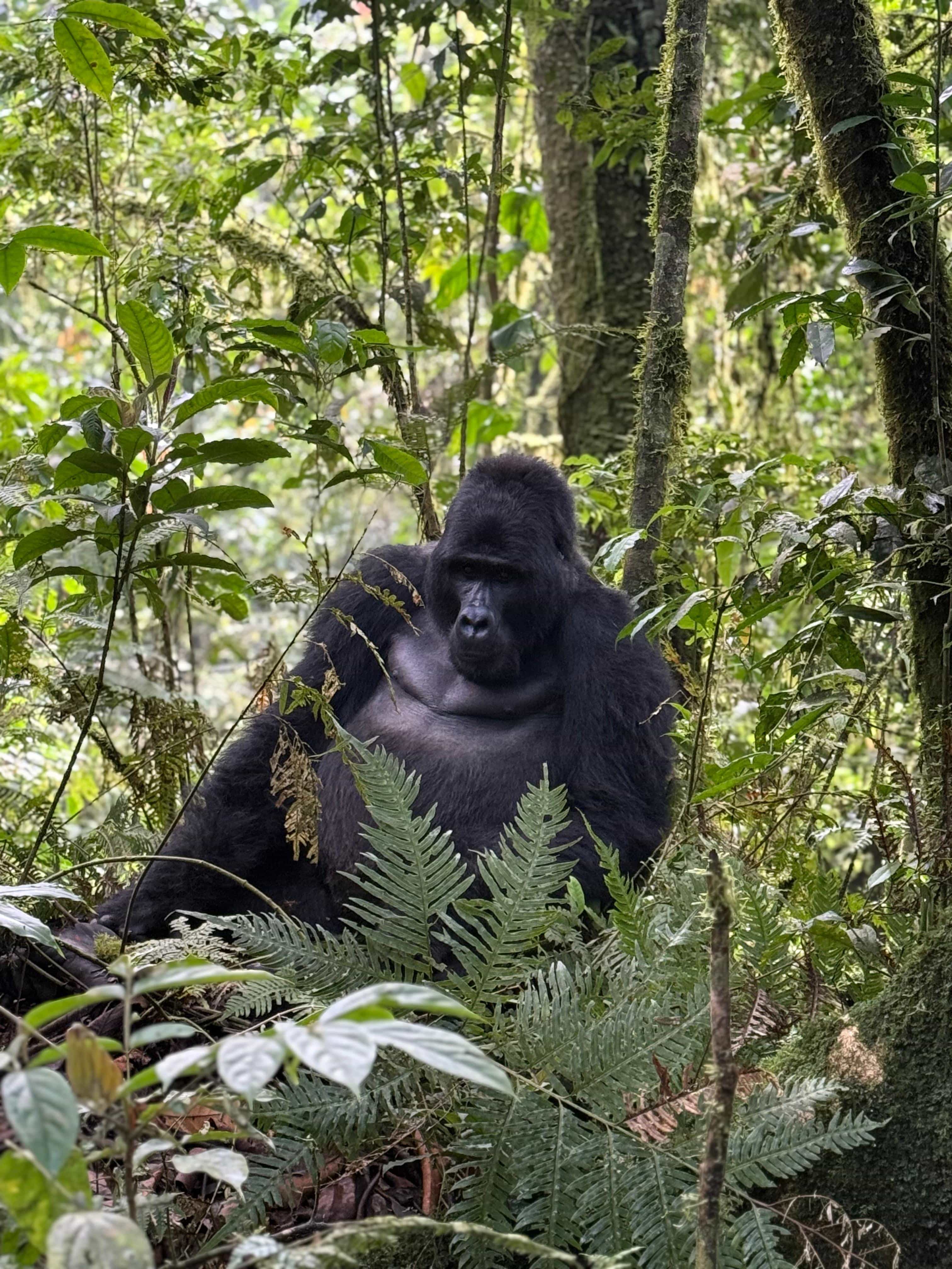 4-Day Luxury Gorilla Trek and Golden Monkey from Kigali