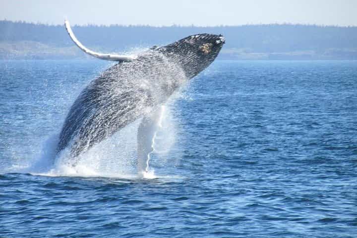 Whale Route