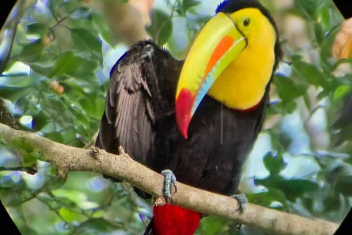 Ancon Hill Walking Tour: Sloths, Wildlife & Panama City Views