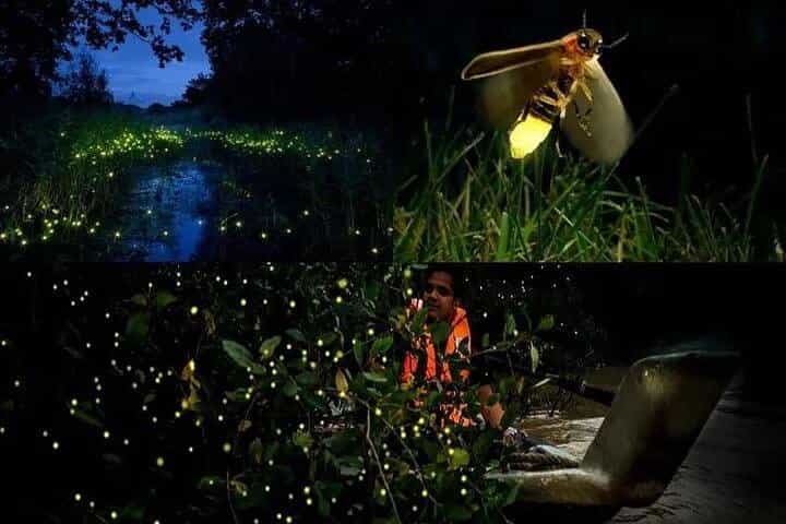 Fireflies & Silver leaf monkey Gazing tour