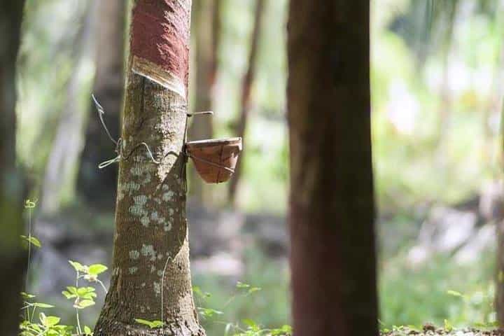Rubber Museum from Manaus