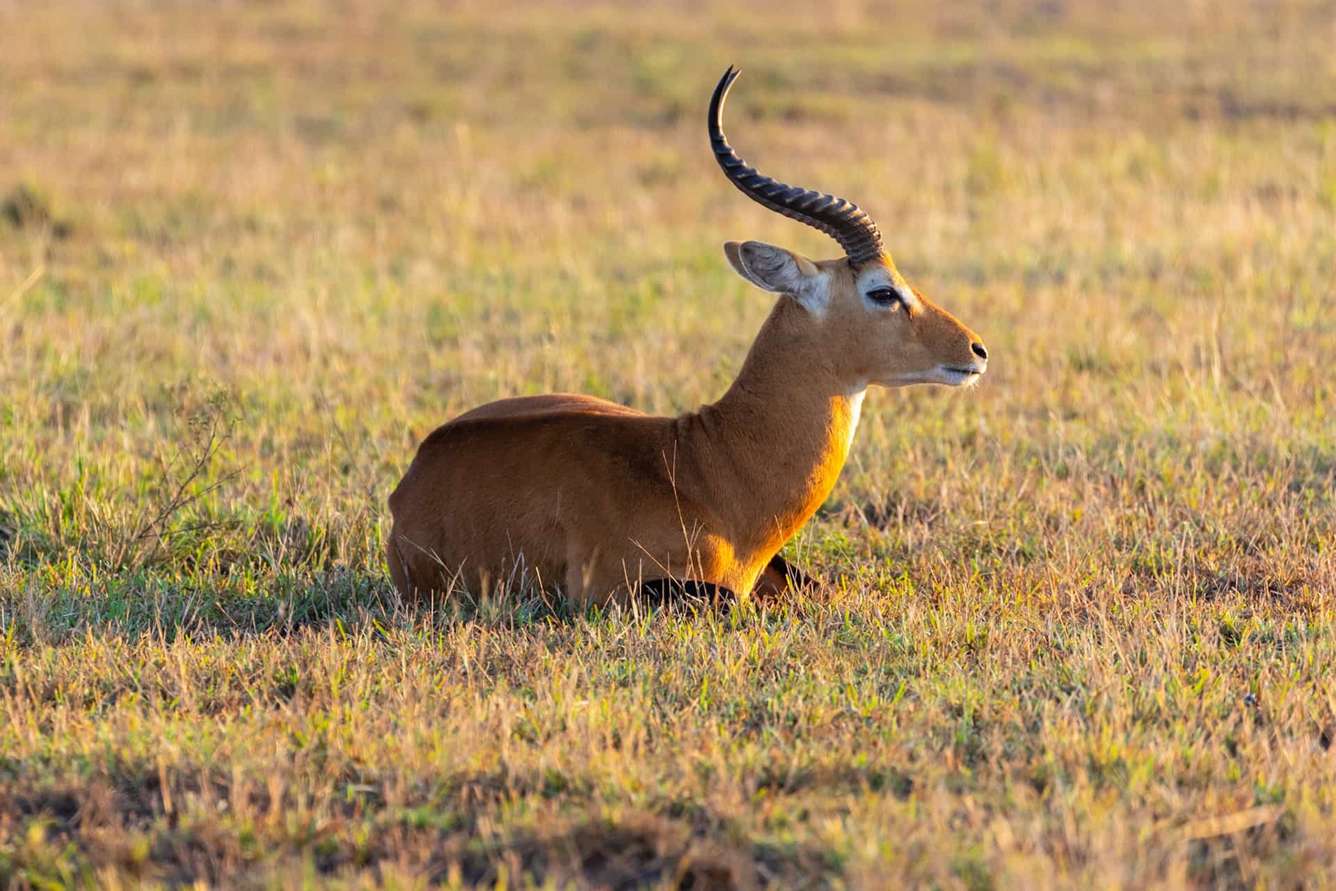 3 Day Rwanda Akagera National Park Experience