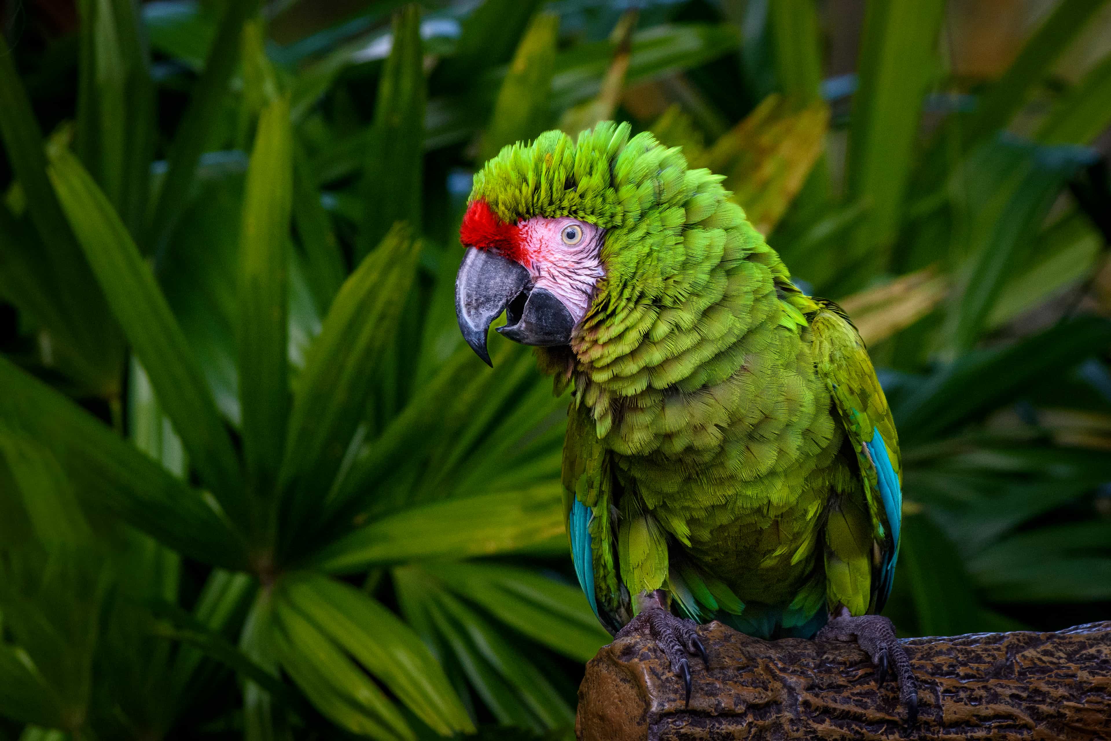 Iqu-06 : Pacaya Samiria Safari - 3 Days in Amazon National Reserve