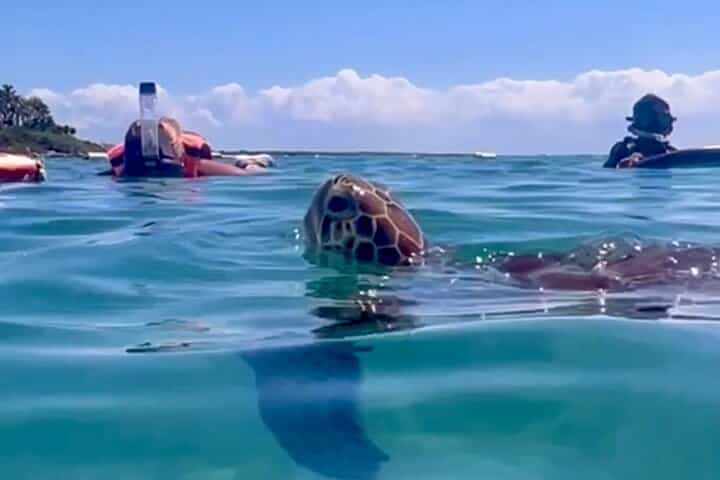 Akumal Bay snorkeling, plus 3 cenotes and great food