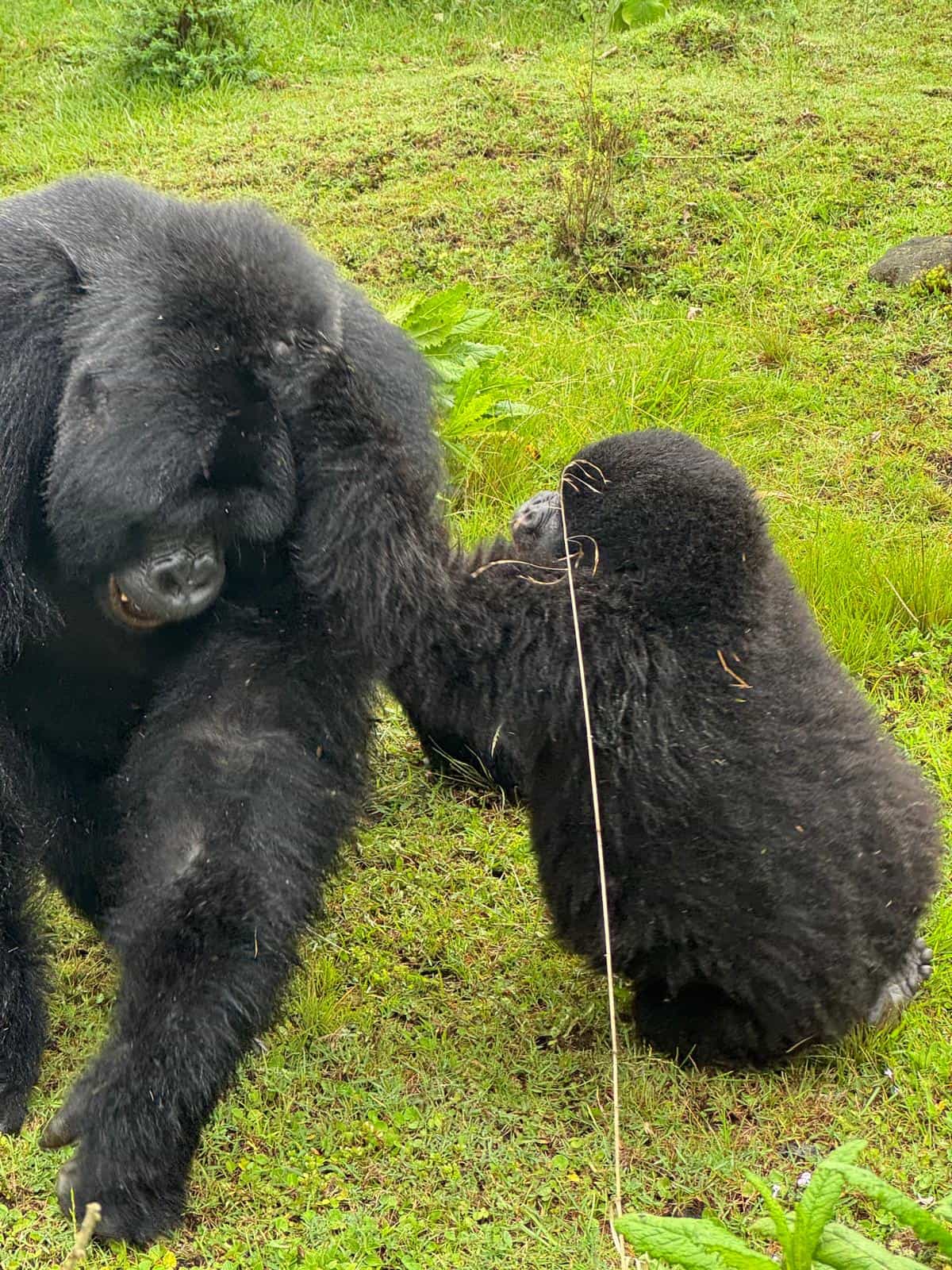3-Day Rwanda Luxury Gorilla Tour