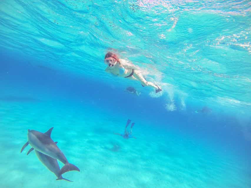 Dolphin Show & Swimming in Sharm EL Sheikh
