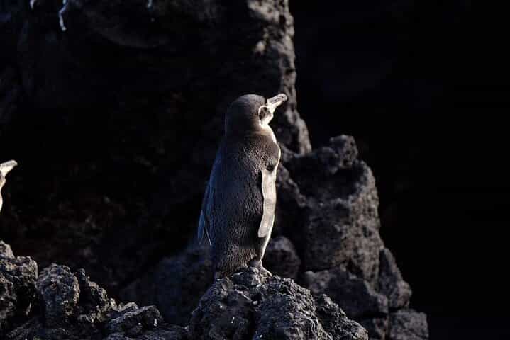 4 Days Galapagos " Total Experiences "