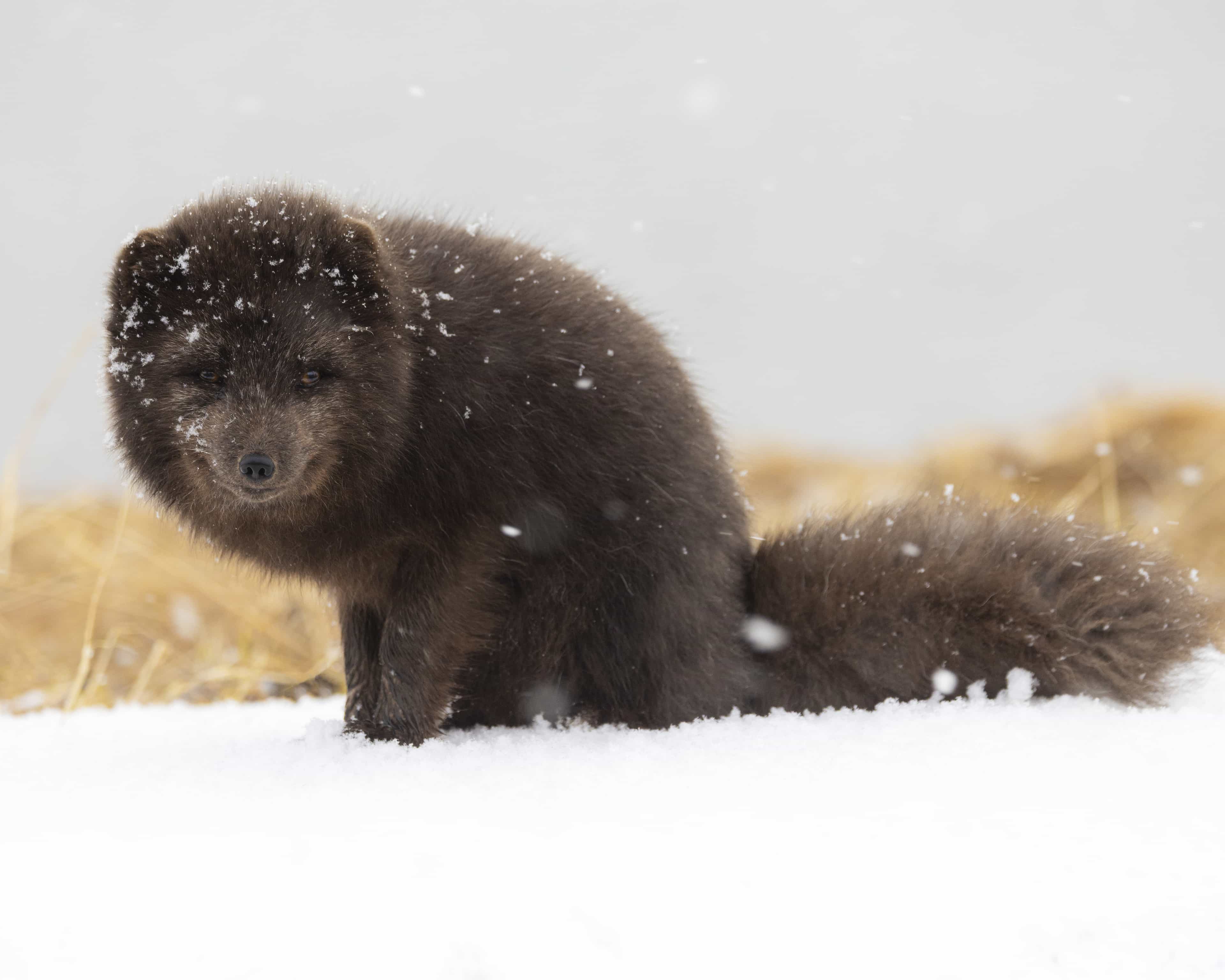 Snowshoeing & Arctic Fox. Track Wildlife in the Westfjords
