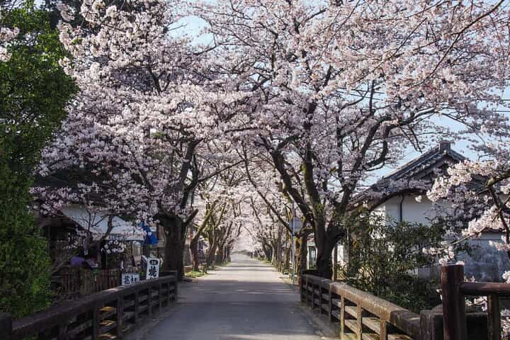 Private Day Trip to Kumamoto & Asakura from Fukuoka with Minibus