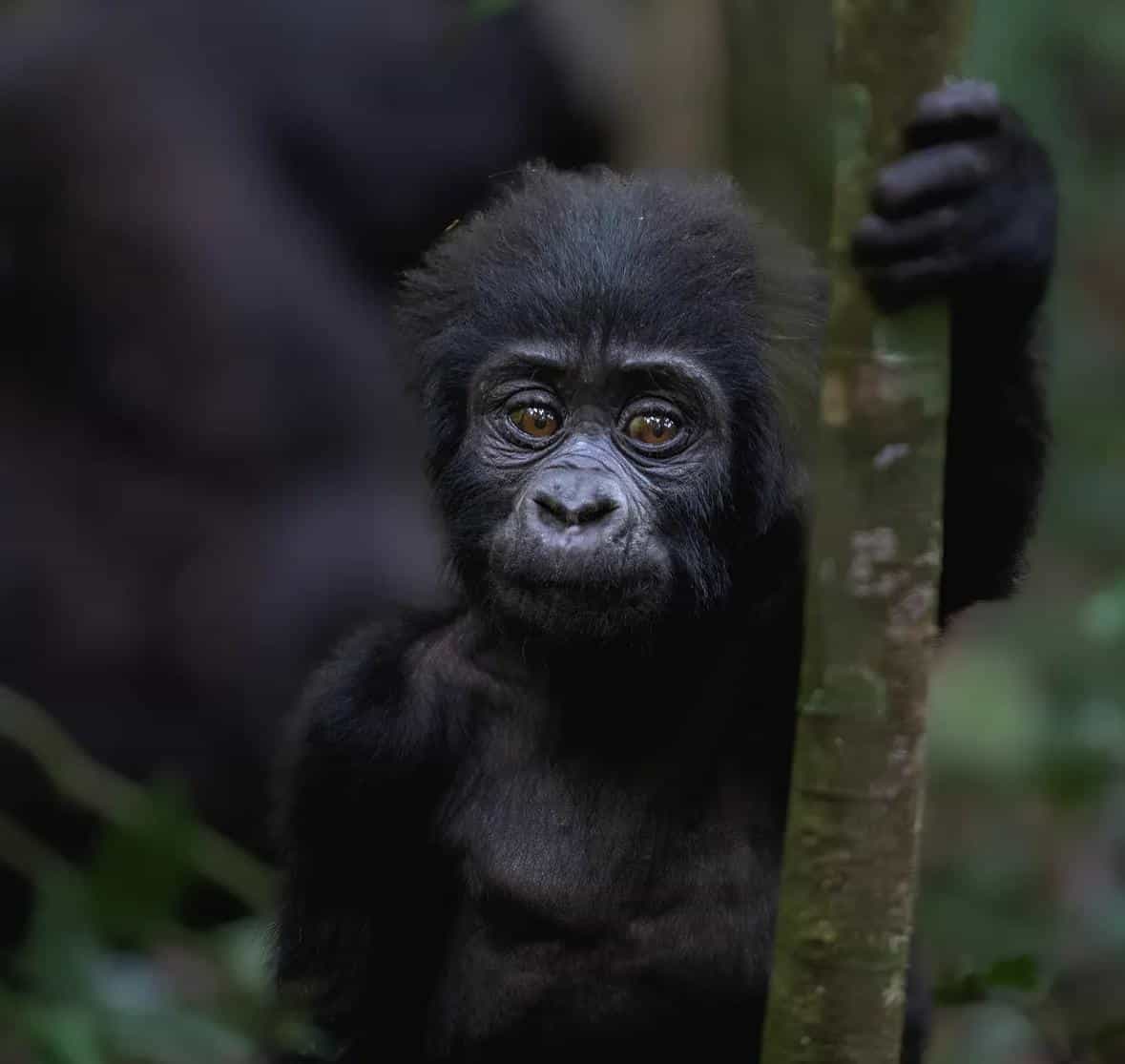 7 Days Rwanda Wildlife Safari and Mountain Gorillas