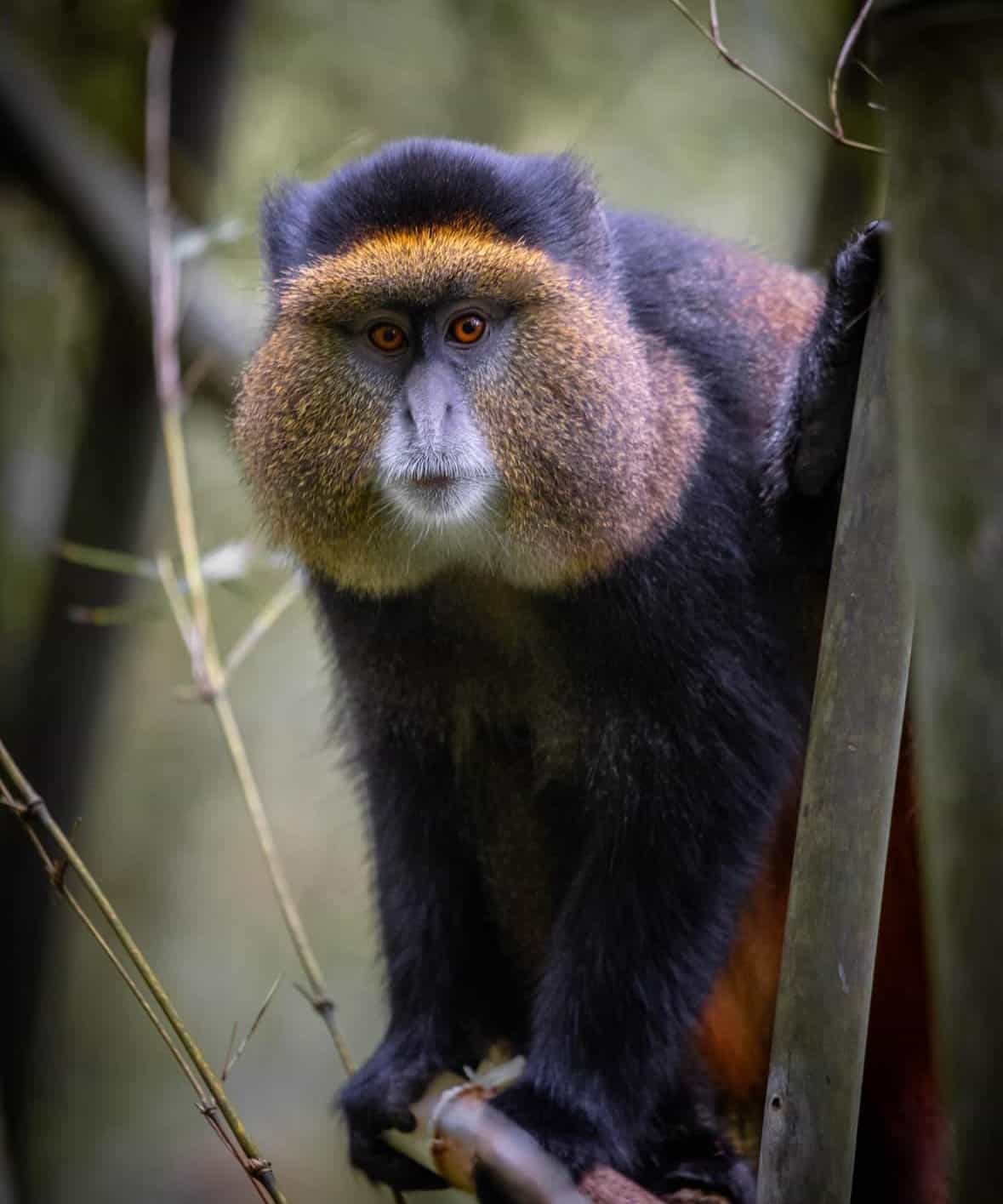 3 Day Rwanda Gorillas and Golden Monkey Trekking