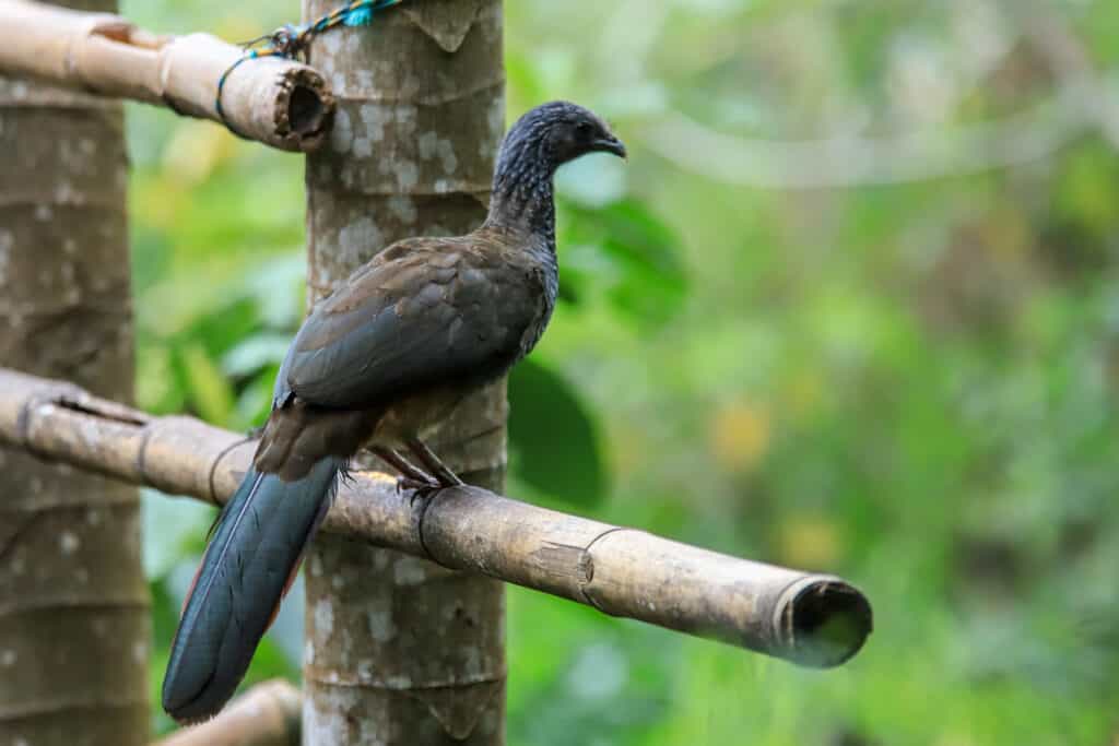 Tour de Avistamiento de Aves en la Vuelta de Occidente en el Valle del cauca