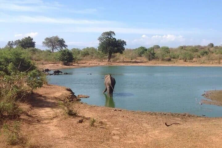 Udawalawe Safari