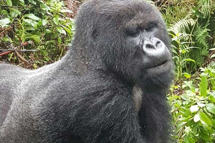 3 Days Rwanda Gorilla Trekking