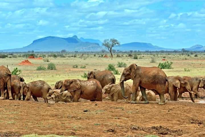 Private 3 Day Tsavo East Safari from Mombasa